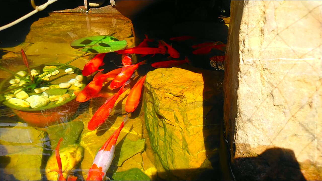 Гостиница Тетис Адлер-30