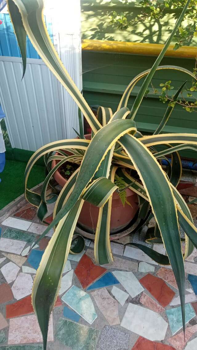 Гостиница Тетис Адлер-24